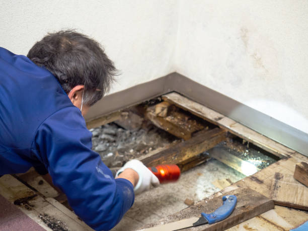 Best Mold Removal Company Near Me  in Wautoma, WI