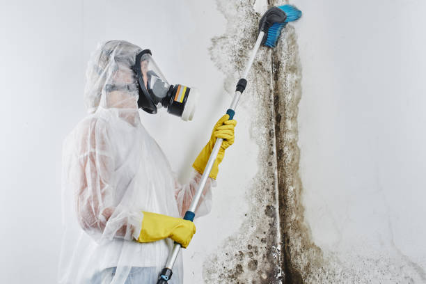 Best Mold Remediation  in Wautoma, WI