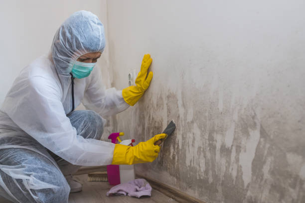 Home Mold Removal in Wautoma, WI