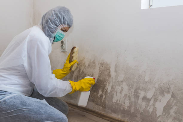 Best Certified Mold Removal  in Wautoma, WI