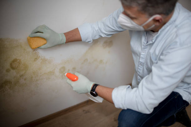 Best Mold Testing  in Wautoma, WI