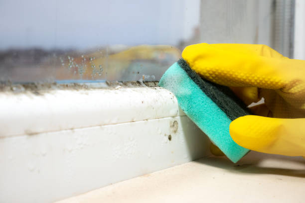 Best Mold Remediation Services  in Wautoma, WI