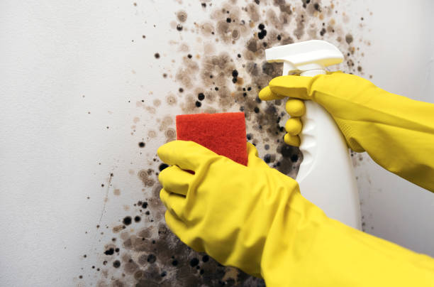 Best Local Mold Removal Service  in Wautoma, WI