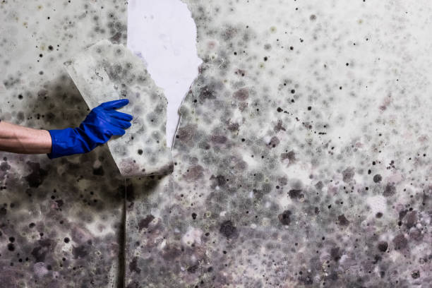 Best Same-Day Mold Removal  in Wautoma, WI